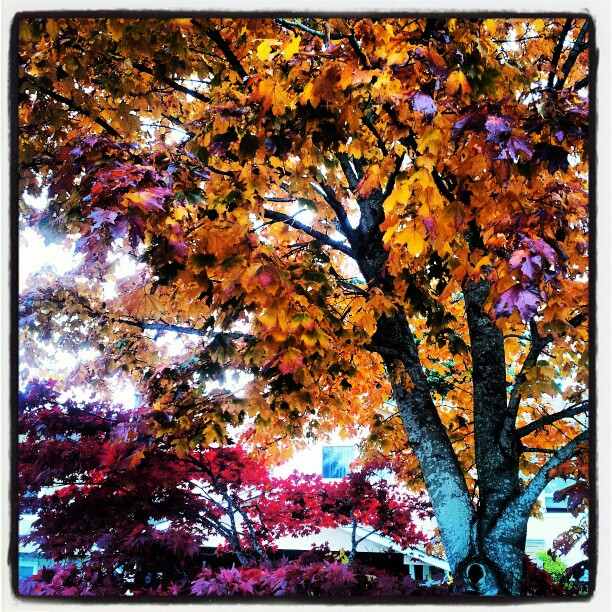 2012-11-03_1351942404