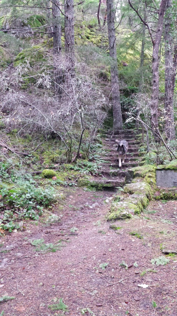A large wolf-dog walks down some stairs that are set into the side of a wooded hill.